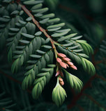 Sequoia sempervirens (Redwood, California Redwood, Coast Redwood) 52% Germ