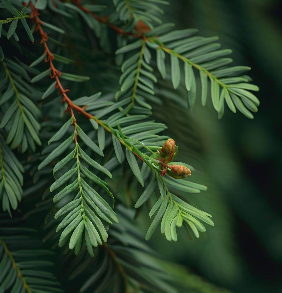 Sequoia sempervirens (Redwood, California Redwood, Coast Redwood)  52% Germ.