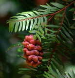 Sequoia sempervirens (Redwood, California Redwood, Coast Redwood) 52% Germ