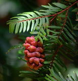 Sequoia sempervirens (Redwood, California Redwood, Coast Redwood)  52% Germ.