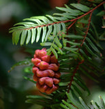Sequoia sempervirens (Redwood, California Redwood, Coast Redwood)