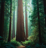 Sequoia sempervirens (Redwood, California Redwood, Coast Redwood)