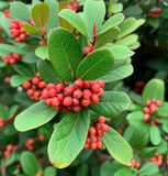 Shepherdia canadense (Canada Buffaloberry, Foamberry,  Russet Buffaloberry, Soapberry, Soopolallie)