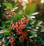 Shepherdia canadense (Canada Buffaloberry, Foamberry,  Russet Buffaloberry, Soapberry, Soopolallie)