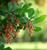 Shepherdia canadense (Canada Buffaloberry, Foamberry,  Russet Buffaloberry, Soapberry, Soopolallie)