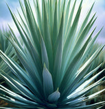 Yucca glauca (Soapweed Yucca, Soapweed, Great Plains Yucca)