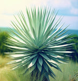 Yucca glauca (Soapweed Yucca, Soapweed, Great Plains Yucca)