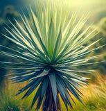 Yucca glauca (Soapweed Yucca, Soapweed, Great Plains Yucca)