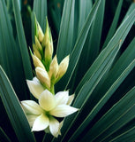 Yucca glauca (Soapweed Yucca, Soapweed, Great Plains Yucca)