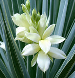 Yucca glauca (Soapweed Yucca, Soapweed, Great Plains Yucca)