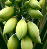 Yucca glauca (Soapweed Yucca, Soapweed, Great Plains Yucca)