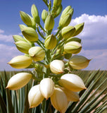 Yucca glauca (Soapweed Yucca, Soapweed, Great Plains Yucca)