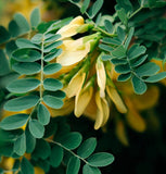 Sophora macrocarpa (Mayo, Mayú)