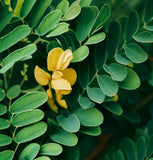 Sophora macrocarpa (Mayo, Mayú)