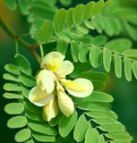 Sophora macrocarpa (Mayo, Mayú)