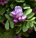 Sophora secundiflora (Mescal Bean Tree, Texas Mountain Laurel)