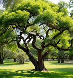 Sophora secundiflora (Mescal Bean Tree, Texas Mountain Laurel)