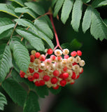 Sorbus alnifolia (Korean Mountain Ash)