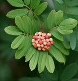 Sorbus alnifolia (Korean Mountain Ash)