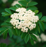 Sorbus alnifolia (Korean Mountain Ash)