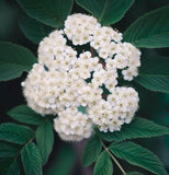 Sorbus alnifolia (Korean Mountain Ash)