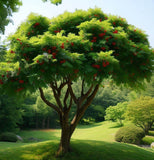 Sorbus alnifolia (Korean Mountain Ash)