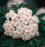 Sorbus aucuparia (European Mountain Ash)