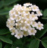 Sorbus aucuparia (European Mountain Ash)