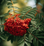 Sorbus aucuparia (European Mountain Ash)