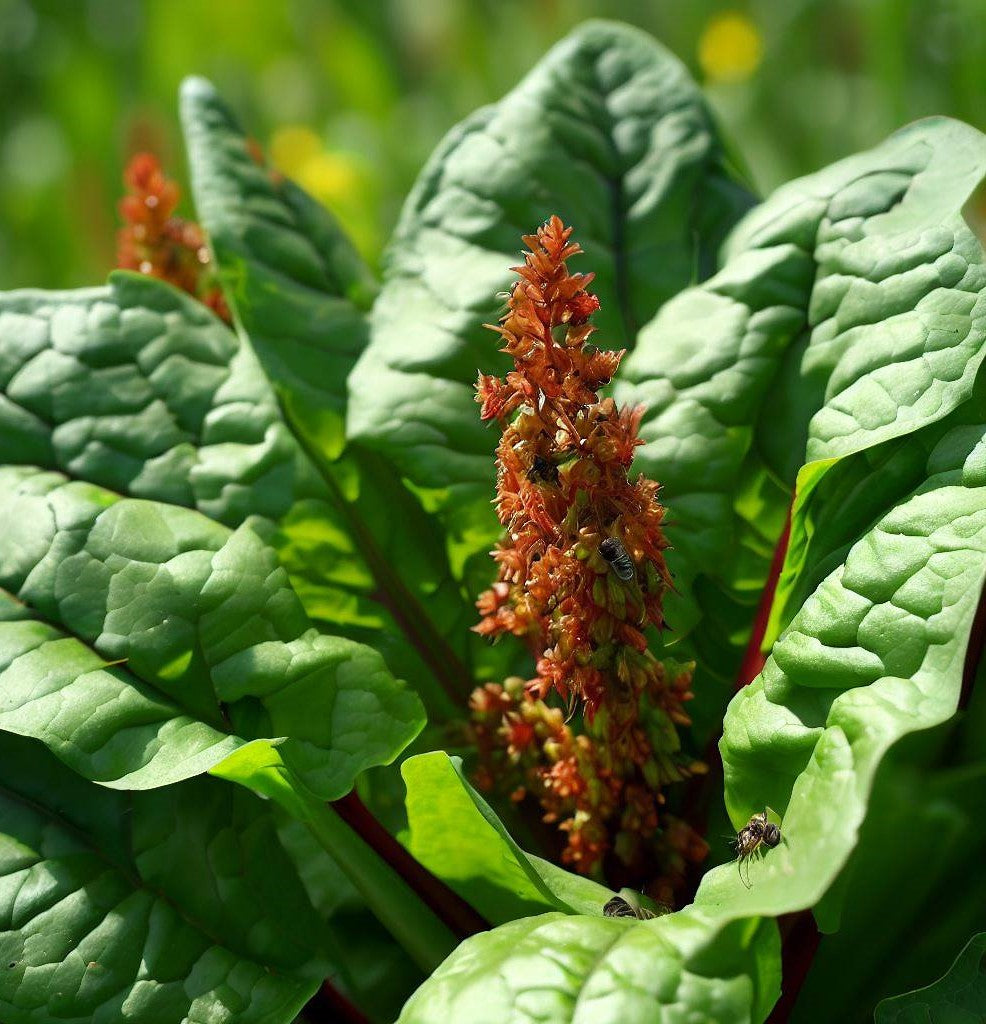 Sortel Plan Red Sorrel Plant
