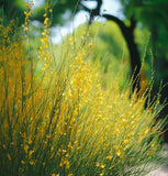 Spartium junceum (Spanish Broom)