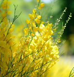 Spartium junceum (Spanish Broom)