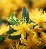 St. John's Wort (Hypericum perforatum)