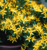 St. John's Wort (Hypericum perforatum)