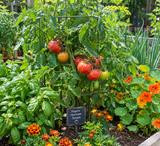 Stupice Tomato, Early Variety Heirloom Tomato (Lycopersicon esculentum)