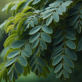 Styphnolobium japonicum, Sophora japonica (Chinese Scholar Tree, Japanese Pagoda Tree)