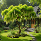 Styphnolobium japonicum, Sophora japonica (Chinese Scholar Tree, Japanese Pagoda Tree)