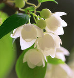 Styrax japonica (Japanese Snowbell)