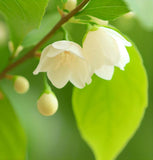 Styrax japonica (Japanese Snowbell)