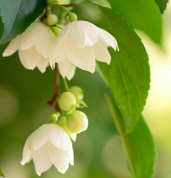 Styrax