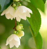 Styrax japonica (Japanese Snowbell)