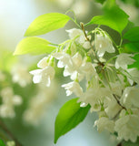 Styrax japonica (Japanese Snowbell)