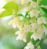 Styrax japonica (Japanese Snowbell)