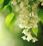 Styrax japonica (Japanese Snowbell)