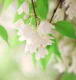 Styrax japonica (Japanese Snowbell)