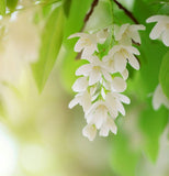 Styrax obassia (Fragrant Snowbell)