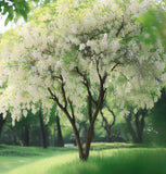 Styrax obassia (Fragrant Snowbell)