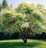 Styrax obassia (Fragrant Snowbell)