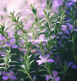 Summer Savory (Satureja hortensis)