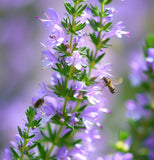 Summer Savory (Satureja hortensis)